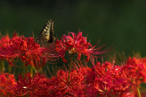 彼岸花 風水|彼岸花（曼珠沙華）の花言葉！実は怖くないその意味。